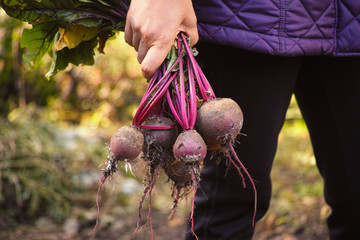 Farmer holding fresh harvested organic beetroot in her hand