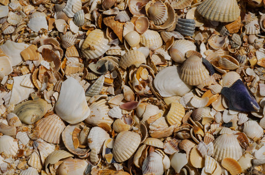 Background image of seashells on the beach