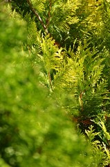 christmas evergreen tree. conifer, white cedar, yellow green tree. macro. Floral background for new year greeting card with copy space for text.  