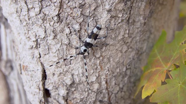 Banded Alder Borer beetle walking on tree trunk during Fall in the Utah mountains.