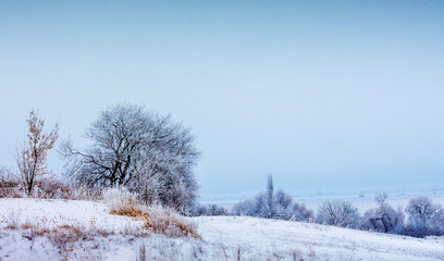 Winter landscape with snowy trees in the foreground and background_