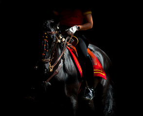 black andalusian horse on dark background under the saddle