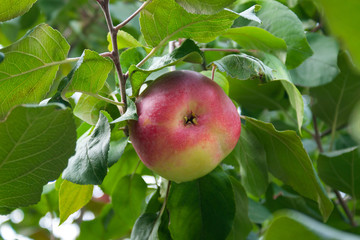 Red Ripe apples on a branch on a background of green foliage. Close-up on a sunny day