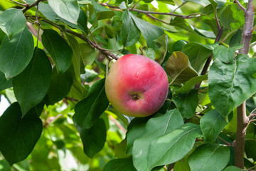 Red Ripe apples on a branch on a background of green foliage. Close-up on a sunny day