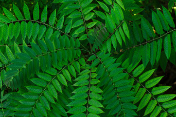 Beautiful background with green leaves of a young tree