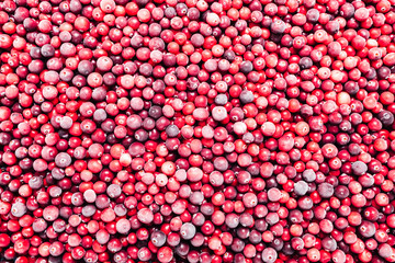 Red Cranberry background