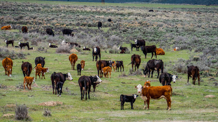 Cow herd on the fields in America