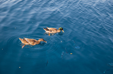 Obraz premium Summer sunny day two wild ducks swimming and eating the bread in the Aponisos bay, Agistri island, Saronic gulf, Greece.