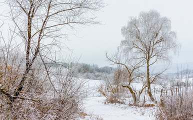 Winter landscape with snow-covered trees in cloudy weather_