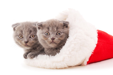 Gray kittens in Christmas hat.