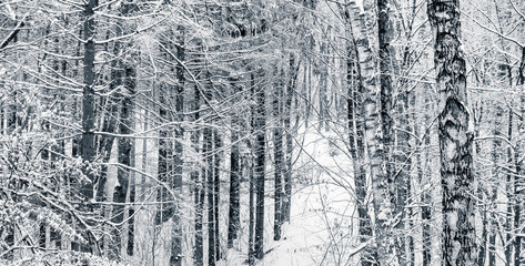 Winter landscape with trees in forest, black and white image_
