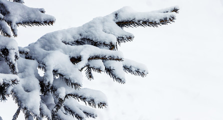 Spruce branch under a thick layer of snow on a light background_