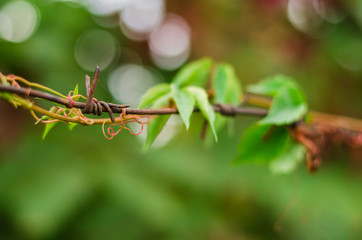 Barbed wire behind green leaves