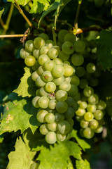 Green grapes in a wine yard