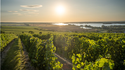 Sunset over wine yards