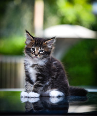 Obraz premium Close-up an adorable blue tabby small kitten looking up in garden with soft light background. Gray Maincoon cat in forest daytime lighting