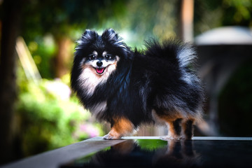 Close-up an adorable black and cream small Pomeranian dog standing and looking front in green garden with soft light background. Portrait of cute small dog in forest daytime lighting.