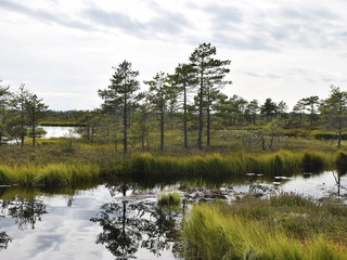 beautiful swamp lakes, swamp moss and grass, small swamp pines, beautiful cloud reflections in the water
