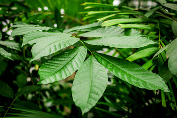 Fototapeta na wymiar exotic green plant leaves closeup in greenhouse