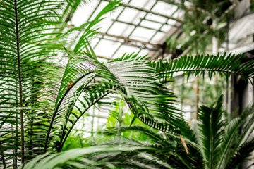Fototapeta na wymiar exotic green plants in old orchard-house space