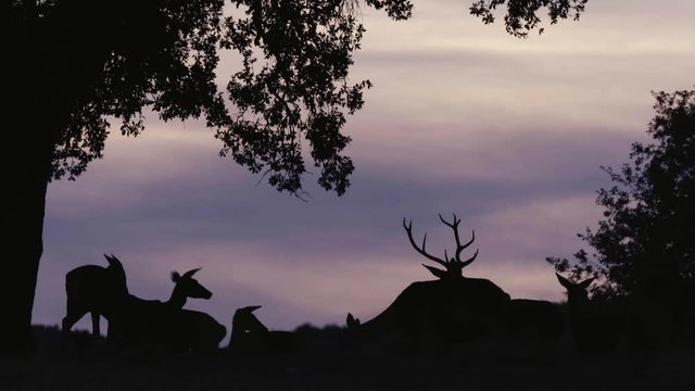 Herd of Iberian deer backlit