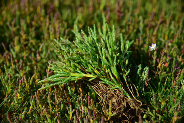 Salicornia grass growing wild food macro nature photography