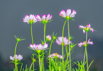 A close-up of a chrysanthemum blooming on a green meadow