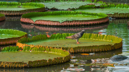 A lake covered with water lilies leaves