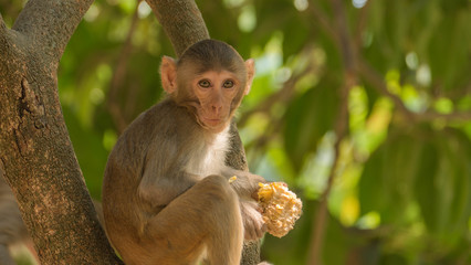 Monkeys in the wild in Myanmar