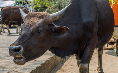 free-living cattle in a park in Myanmar