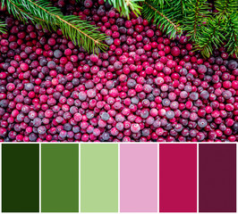 Color matching palette from frozen cranberries background