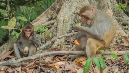 Monkeys in the wild in Myanmar