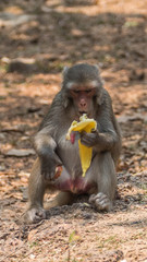 Monkeys in the wild in Myanmar