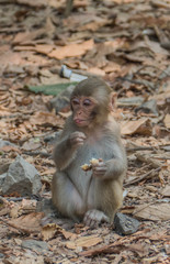 Fototapeta premium Monkeys in the wild in Myanmar
