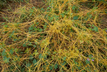 Cuscuta campestris