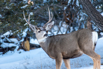 Naklejka na ściany i meble Deer in Snowy Woods