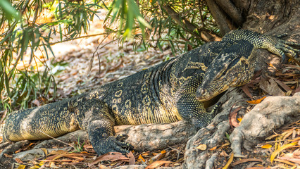 Free-range monitor lizards in a park