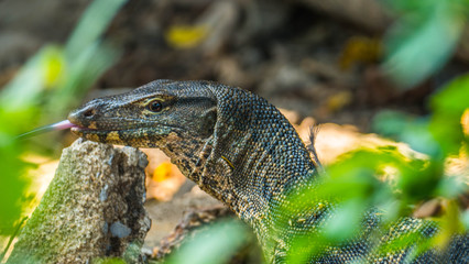 Free-range monitor lizards in a park