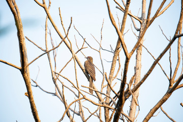 Asian koel