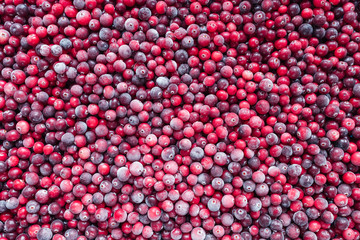 Red background made from frozen cranberries. Top view