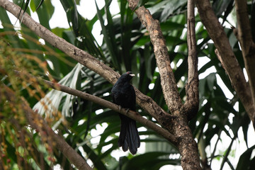 Asian koel
