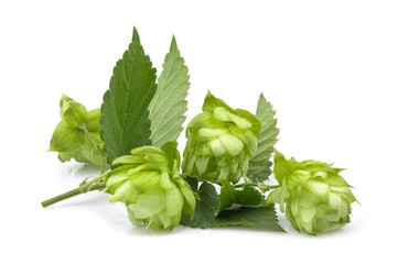 Hop plants twig isolated.