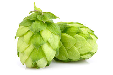 Hop plants isolated.
