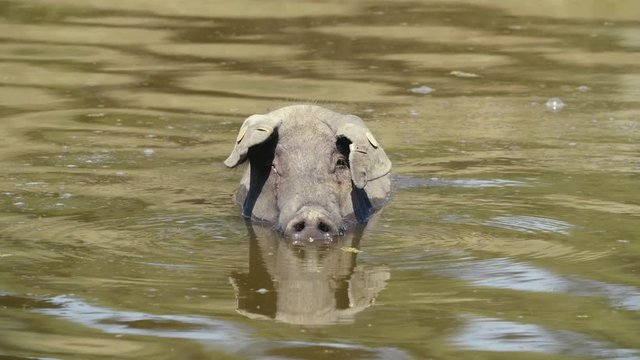 pig getting a bath in the lake