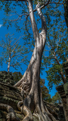 Photos from the ruins of Ankor Wat
