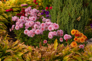 Obraz premium Beautiful bright autumn flower bushes in landscape design. Flower bed with pink chrysanthemums in the garden closeup. Autumn chrysanthemum flowers in the city Park.