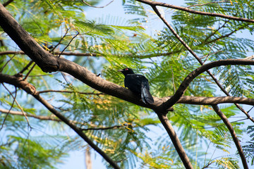 Asian koel