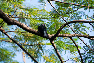 Male Asian Koel