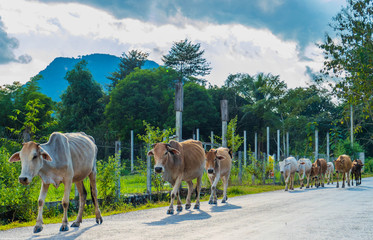 Cow herd in front of the mountains in Laos