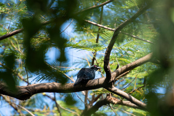 Asian koel